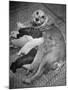 Cocker Spaniel Nursing Her Puppies-Hansel Mieth-Mounted Photographic Print