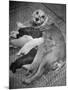 Cocker Spaniel Nursing Her Puppies-Hansel Mieth-Mounted Photographic Print