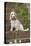 Cocker Spaniel (Orange Roan) Sitting on Steps-null-Stretched Canvas