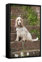 Cocker Spaniel (Orange Roan) Sitting on Steps-null-Framed Stretched Canvas