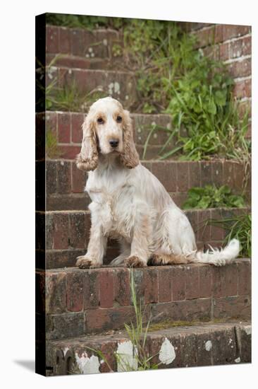 Cocker Spaniel (Orange Roan) Sitting on Steps-null-Stretched Canvas