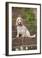 Cocker Spaniel (Orange Roan) Sitting on Steps-null-Framed Photographic Print