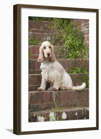 Cocker Spaniel (Orange Roan) Sitting on Steps-null-Framed Photographic Print