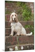 Cocker Spaniel (Orange Roan) Sitting on Steps-null-Mounted Photographic Print