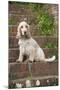 Cocker Spaniel (Orange Roan) Sitting on Steps-null-Mounted Photographic Print