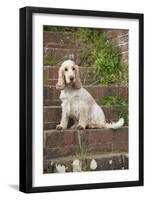 Cocker Spaniel (Orange Roan) Sitting on Steps-null-Framed Photographic Print