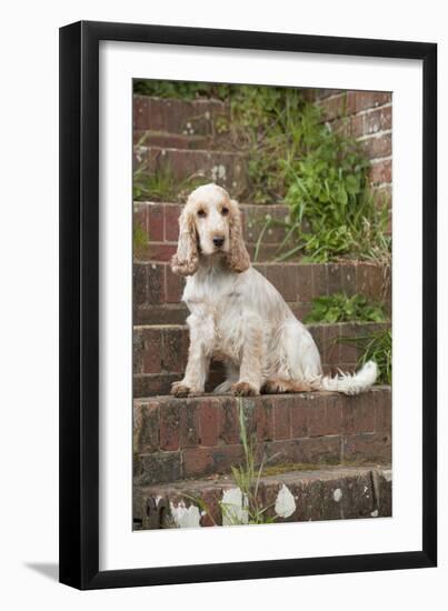 Cocker Spaniel (Orange Roan) Sitting on Steps-null-Framed Photographic Print