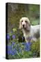 Cocker Spaniel (Orange Roan) Standing Betweens-null-Stretched Canvas