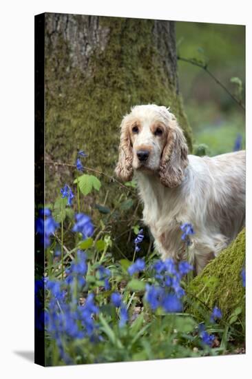 Cocker Spaniel (Orange Roan) Standing Betweens-null-Stretched Canvas