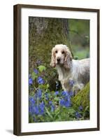 Cocker Spaniel (Orange Roan) Standing Betweens-null-Framed Photographic Print