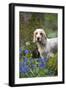 Cocker Spaniel (Orange Roan) Standing Betweens-null-Framed Photographic Print