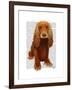 Cocker Spaniel Plain-Fab Funky-Framed Art Print