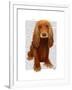 Cocker Spaniel Plain-Fab Funky-Framed Art Print