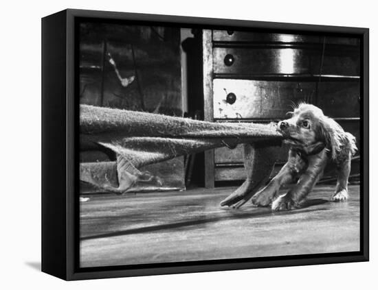 Cocker Spaniel Playing with Blanket-Frank Scherschel-Framed Stretched Canvas