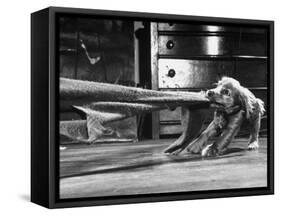 Cocker Spaniel Playing with Blanket-Frank Scherschel-Framed Stretched Canvas