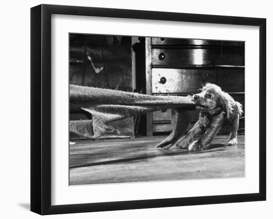 Cocker Spaniel Playing with Blanket-Frank Scherschel-Framed Photographic Print