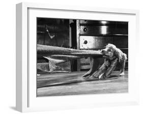 Cocker Spaniel Playing with Blanket-Frank Scherschel-Framed Photographic Print