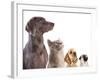 Cocker Spaniel Puppy And British Cat-Lilun-Framed Photographic Print