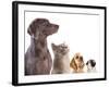 Cocker Spaniel Puppy And British Cat-Lilun-Framed Photographic Print