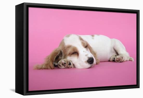 Cocker Spaniel Puppy Sleeping-null-Framed Stretched Canvas