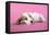 Cocker Spaniel Puppy Sleeping-null-Framed Stretched Canvas