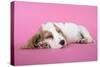 Cocker Spaniel Puppy Sleeping-null-Stretched Canvas