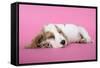 Cocker Spaniel Puppy Sleeping-null-Framed Stretched Canvas