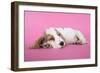 Cocker Spaniel Puppy Sleeping-null-Framed Photographic Print