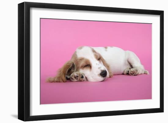 Cocker Spaniel Puppy Sleeping-null-Framed Photographic Print