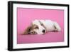Cocker Spaniel Puppy Sleeping-null-Framed Photographic Print