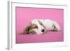 Cocker Spaniel Puppy Sleeping-null-Framed Photographic Print