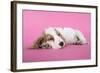 Cocker Spaniel Puppy Sleeping-null-Framed Photographic Print