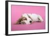 Cocker Spaniel Puppy Sleeping-null-Framed Photographic Print