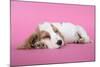 Cocker Spaniel Puppy Sleeping-null-Mounted Photographic Print