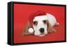 Cocker Spaniel Puppy Wearing Christmas Hat-null-Framed Stretched Canvas