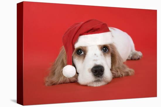 Cocker Spaniel Puppy Wearing Christmas Hat-null-Stretched Canvas