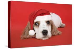 Cocker Spaniel Puppy Wearing Christmas Hat-null-Stretched Canvas