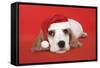 Cocker Spaniel Puppy Wearing Christmas Hat-null-Framed Stretched Canvas