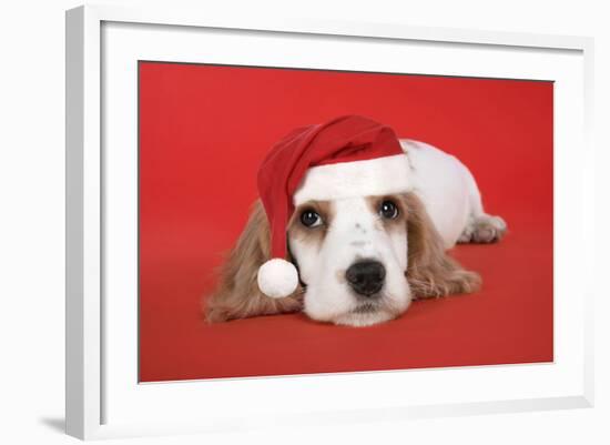 Cocker Spaniel Puppy Wearing Christmas Hat-null-Framed Photographic Print