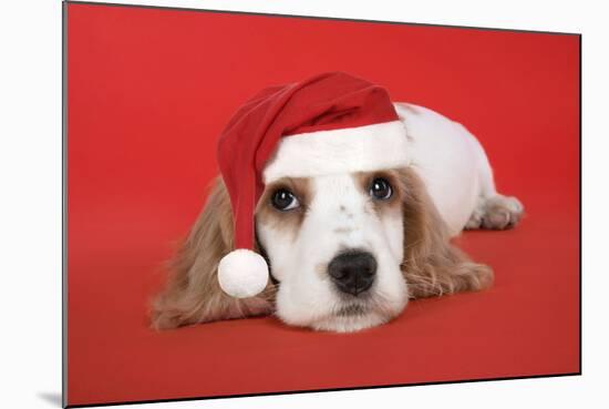 Cocker Spaniel Puppy Wearing Christmas Hat-null-Mounted Photographic Print
