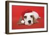 Cocker Spaniel Puppy Wearing Christmas Hat-null-Framed Photographic Print