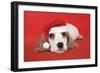 Cocker Spaniel Puppy Wearing Christmas Hat-null-Framed Photographic Print