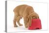 Cocker Spaniel Puppy with Head in Feeding Bowl-null-Stretched Canvas