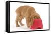 Cocker Spaniel Puppy with Head in Feeding Bowl-null-Framed Stretched Canvas