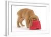 Cocker Spaniel Puppy with Head in Feeding Bowl-null-Framed Photographic Print