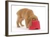 Cocker Spaniel Puppy with Head in Feeding Bowl-null-Framed Photographic Print