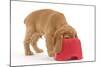 Cocker Spaniel Puppy with Head in Feeding Bowl-null-Mounted Photographic Print