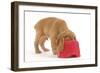 Cocker Spaniel Puppy with Head in Feeding Bowl-null-Framed Photographic Print