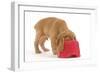 Cocker Spaniel Puppy with Head in Feeding Bowl-null-Framed Photographic Print