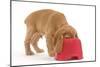 Cocker Spaniel Puppy with Head in Feeding Bowl-null-Mounted Photographic Print